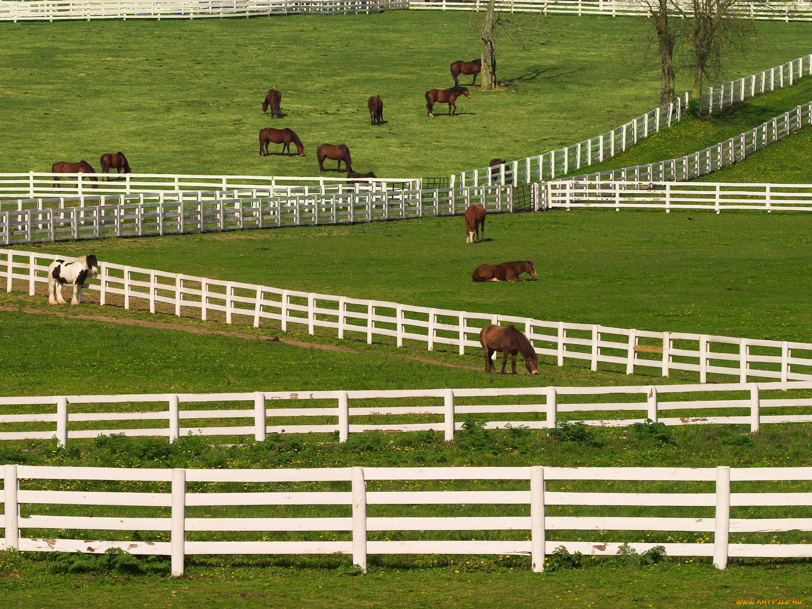 thoroughbred, horses, lexington, kentucky, , 